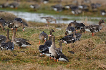 Greater white-fronted goose - Anser albifrons frontalis