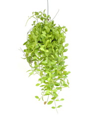 Green house ivy plant Hanging in flower pot isolated on white background
