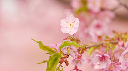 Spring flowers series, Cherry blossom in full bloom on nature background. Pink cherry flowers in small clusters on a cherry tree branch. Shallow depth of field. 