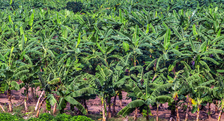 Fototapeta na wymiar Banana plantation Organic Crop palm field.