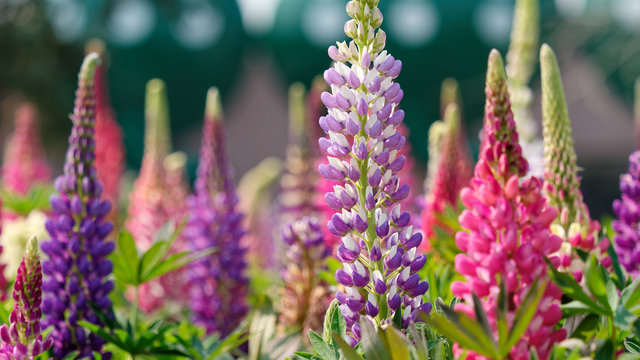 Lupinus, lupin, lupine field with pink, purple and blue flowers. Bunch of lupines summer flower background.
