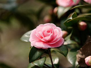 Blossoms of pink camellia , Camellia japonica, spring flowers series.