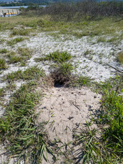 Burrow, nest of burrowing owl with styrofoam, located in recovering restinga ecosystem, common environment on beaches and lakes, being restored in Itaipu, Niterói, Rio de Janeiro, Brazil.