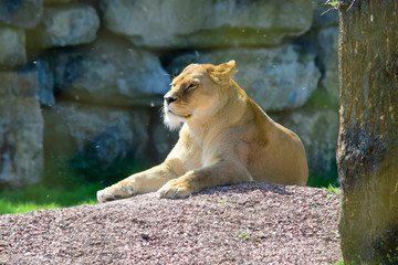 Naklejka na ściany i meble beautiful lion lying on the sand in sunshine day at spring or summer season, look so tired in life and want to relaxation and sleeping.
