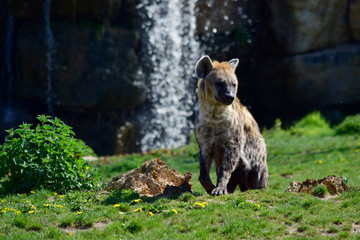 Soft focus of beautiful Hyena lying on the meadow in sunshine day at spring or summer season.