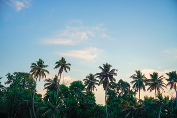 Fototapeta premium River side view with coconut tree and house in alleppey. Kerala 