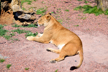 Beautiful lion lying on the sand in sunshine day at spring or summer season, look so tired in life and want to relaxation and sleeping.