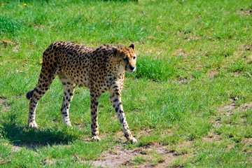 beautiful leopard standing and walking on the meadow in sunshine day at spring or summer season.