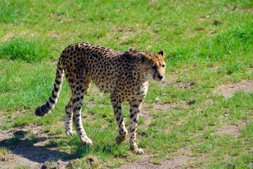 beautiful leopard standing and walking on the meadow in sunshine day at spring or summer season.
