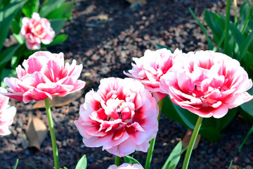 Fototapeta premium Beautiful of pink and white tulips flowers with green leaves in the park outdoor. Colorful of spring blossom under sunlight in the garden and nature background at spring or summer season. 