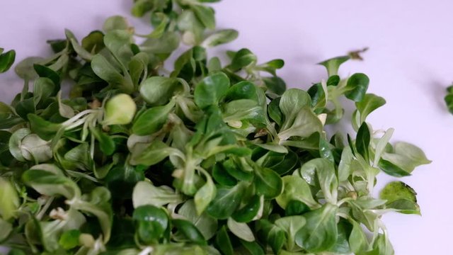 Food background: cornsalad lamb lettuce leaves. Slow Motion video. Close up