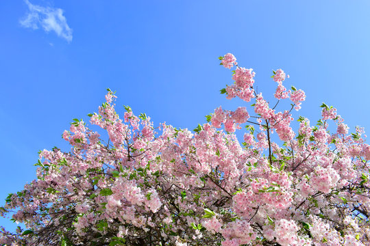 Beautiful of pink flowers cherry blossom or sakura blooming with blue sky background in the garden at spring or summer season.