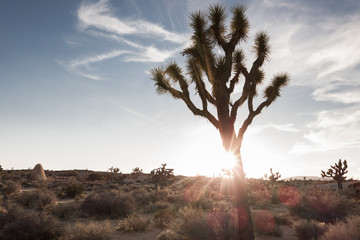 Joshua tree park 