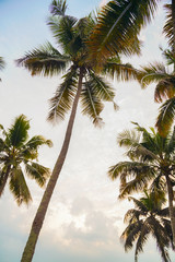 Fototapeta na wymiar lake side coconut trees, an evening view in Kerala 