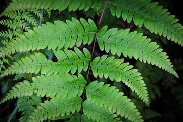 Fern