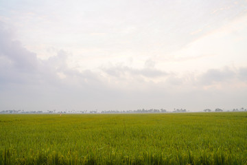 Close-up view of green wheat field in India