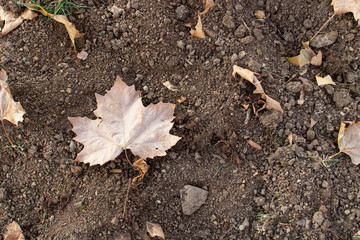 Dried sycamore leaves on the soil. In the top left corner of the photo. Black manure on soil. Close up.