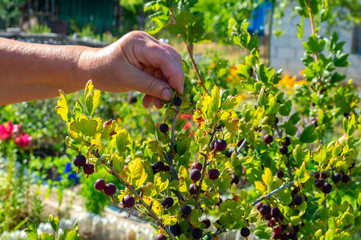 Gooseberry berries ripen on the branches. Hand of an old woman and gooseberry. Selective focus