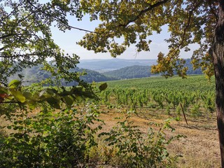 Mediterranean region, Central Europe and southwestern Asia, from Morocco and Spain, Germany, to northern Iran. Vines is a lily that