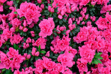 Beautiful Rhododendrons blossom spring flower with green leaves under sunlight and nature background in sunshine day, good weather at spring or summer season.