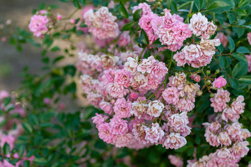 Closeup shot of a Jasmina (Climbing Rose) bush