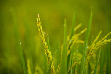 close up of yellow green rice field
