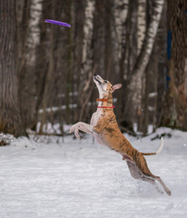 Dog plays with a disc in the snow