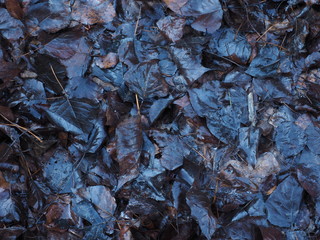  autumn wet leaves