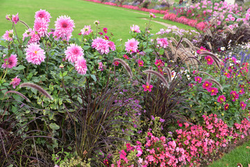 Dahlias roses en massif en été