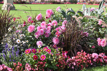Fototapeta na wymiar Dahlias roses au jardin en été