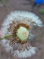 dandelion on green background