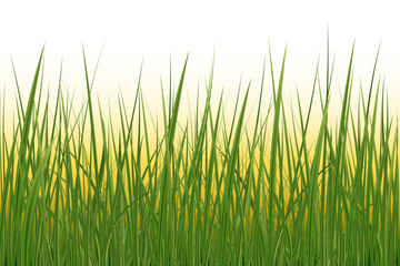 Realistic green grass