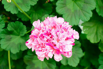 Fototapeta premium Beautiful of pink Geranium flowers with green leaves under sunlight in the garden on natural background at spring or summer season. Nature concept.