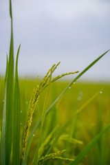 close up of yellow green rice field