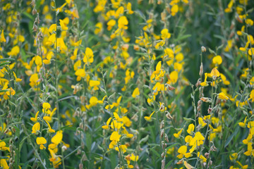 Obraz premium Sunn hemp flower Rape beautiful yellow flowers.
