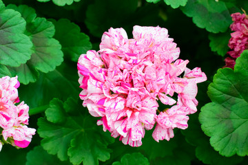 Beautiful of pink Geranium flowers with green leaves under sunlight in the garden on natural background at spring or summer season. Nature concept.