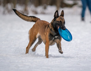 Dog plays with a disc in the snow