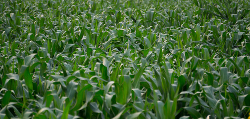 Fototapeta premium green corn field