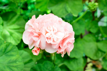 Obraz premium Soft focus of beautiful white pink Geranium flowers with green leaves under sunlight in the garden on natural background at spring or summer season. Nature concept.