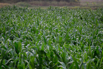 Obraz premium green corn field