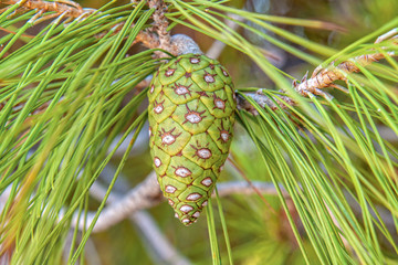pine tree with pine cones in macro