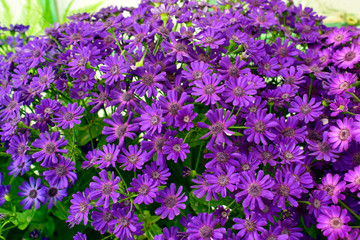 Obraz premium Beautiful of spring Cineraria stellata Maritima flowers (Senecio stellata) with green leaves under sunlight in the garden at spring or summer season.