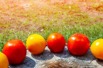 Fototapeta na wymiar Ripe red and yellow tomatoes lie and dry on a stump near the lawn.