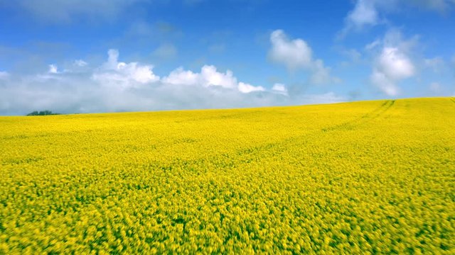 drone footage of rapeseed crop in summer sunshine