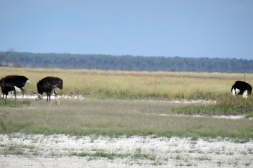 Struthio camelus australis