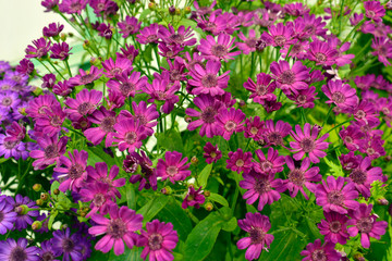 Beautiful of spring Cineraria stellata Maritima flowers (Senecio stellata) with green leaves under sunlight in the garden at spring or summer season.