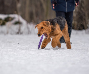 Dog plays with a disc in the snow
