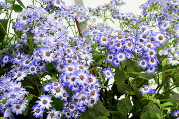 Beautiful of spring Cineraria stellata Maritima flowers (Senecio stellata) with green leaves under sunlight in the garden at spring or summer season.
