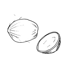 Exotic fruit. Coconut. Doodle Black outline. Isolated on a white background. Decor element. Vector illustration