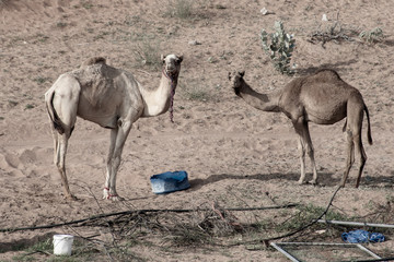 A group of dromedary camels (Camelus dromedarius) eating hay in a camel farm in the United Arab Emirates.